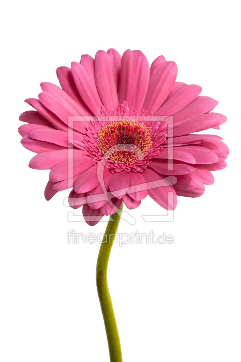 Bild-Nr.: 9511744 Pink Daisy Flower erstellt von olivermohr