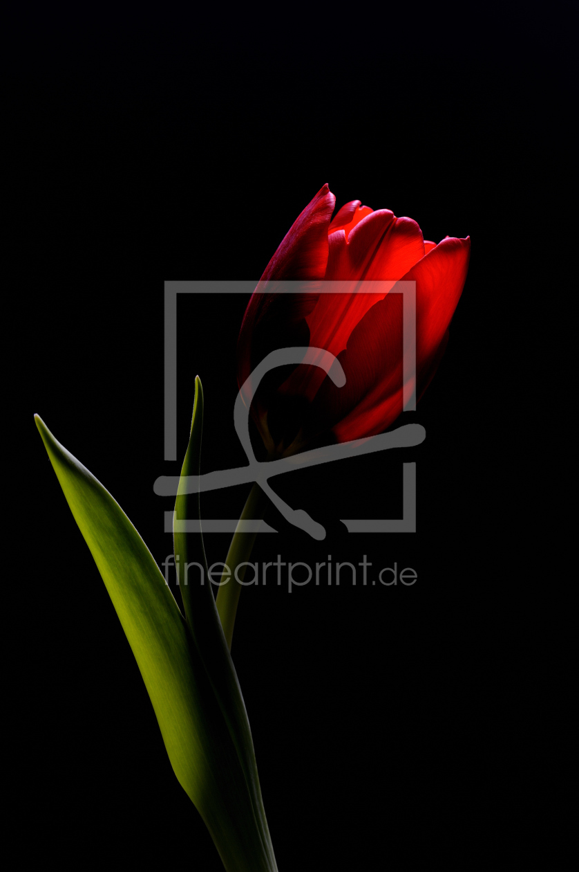 Bild-Nr.: 9513298 rote Tulpe 2 erstellt von Lars Tuchel