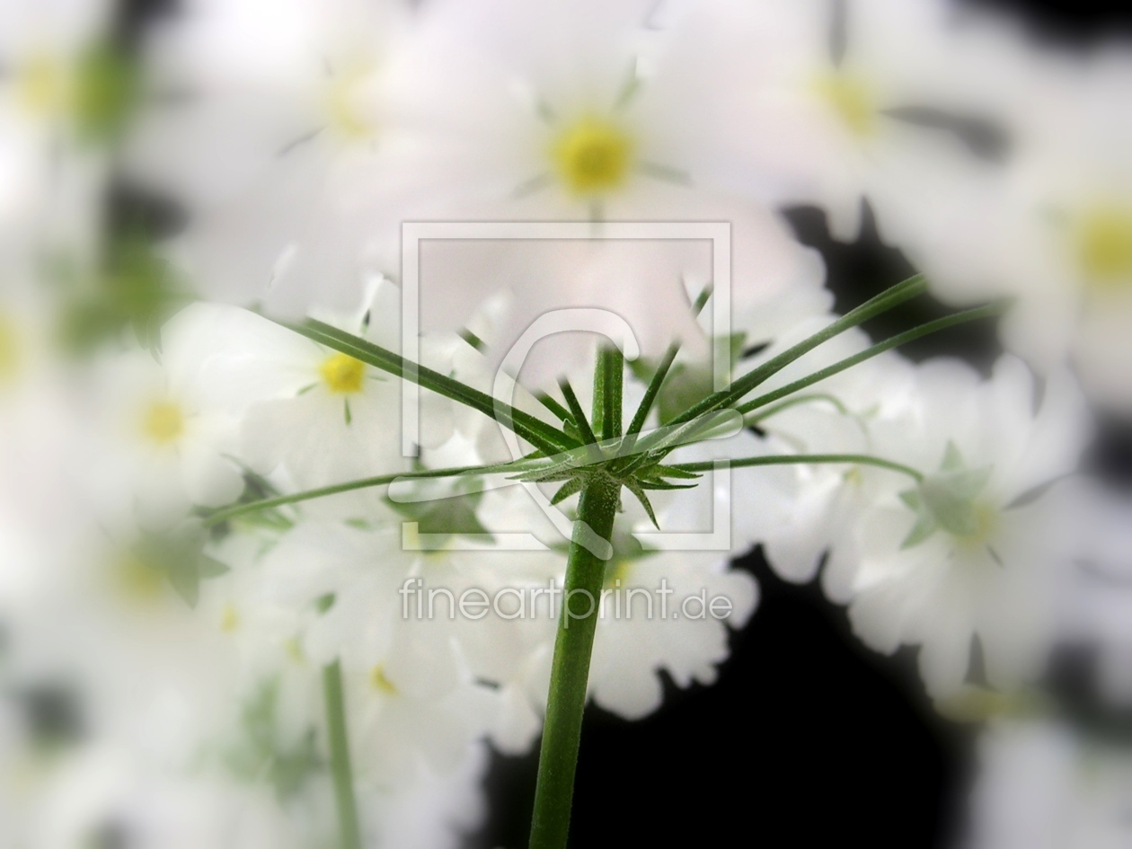 Bild-Nr.: 9577398 Blumenwolken erstellt von Renate Knapp