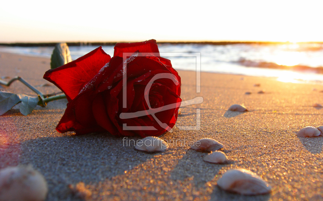 Bild-Nr.: 9582972 Strandrose erstellt von Uwe Jahn