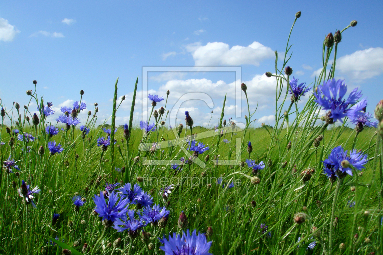 Bild-Nr.: 9684038 Kornblumen am Feld erstellt von yammay