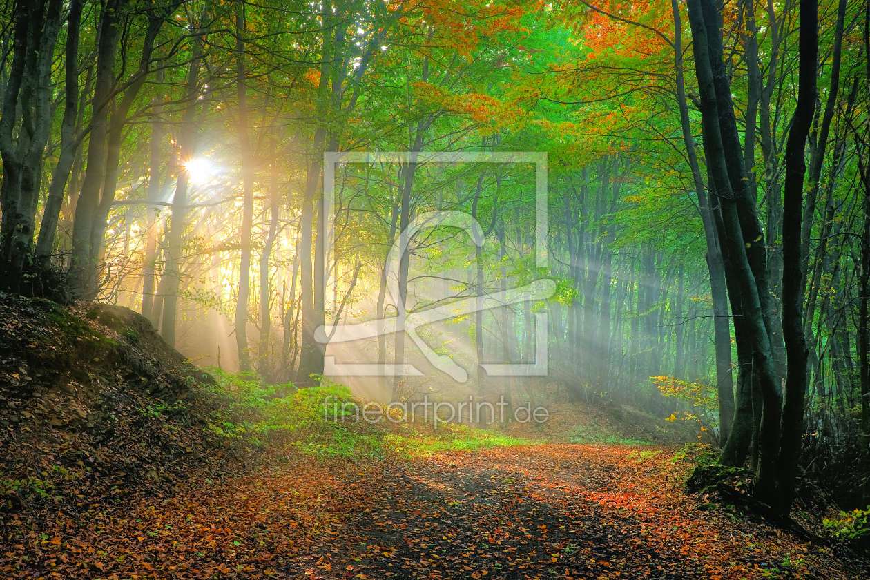 Bild-Nr.: 9724172 Goldener Herbst erstellt von K-Hormann