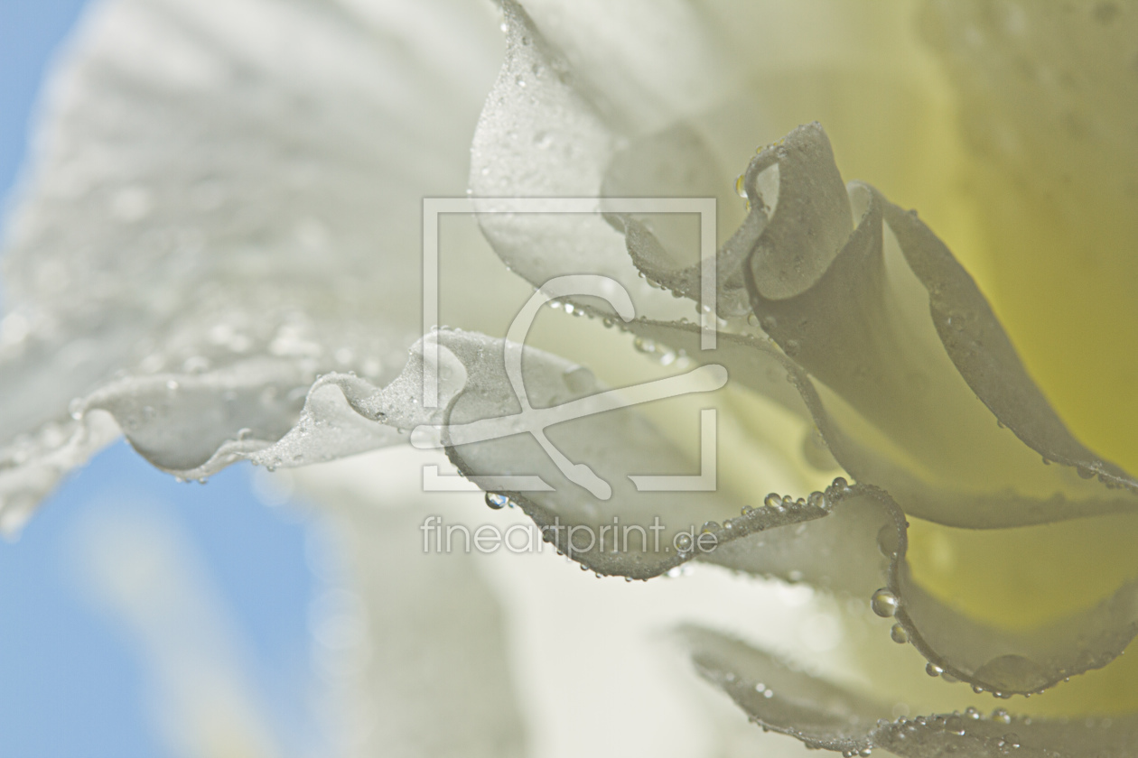Bild-Nr.: 9734018 weiße Gladiole ganz nah erstellt von lightart