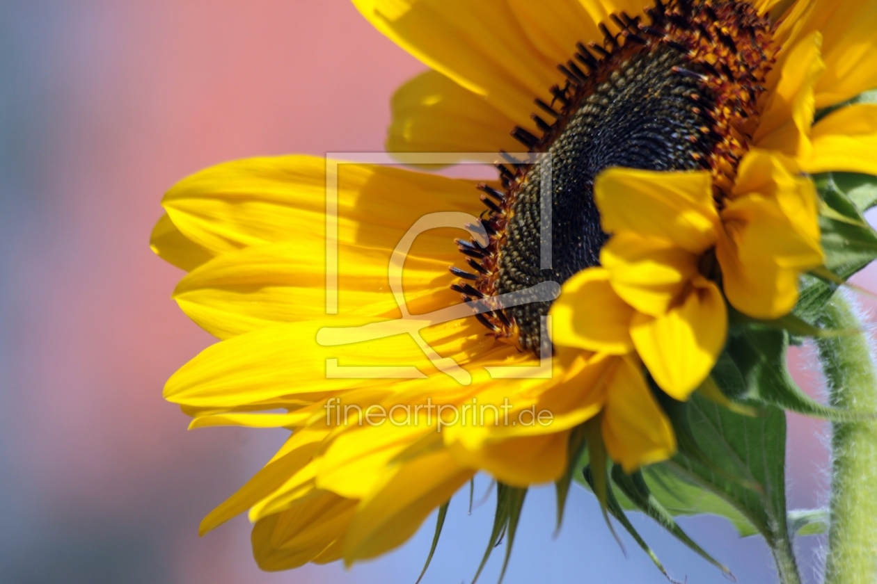 Bild-Nr.: 9776538 Sonnenblume erstellt von Renate Knapp