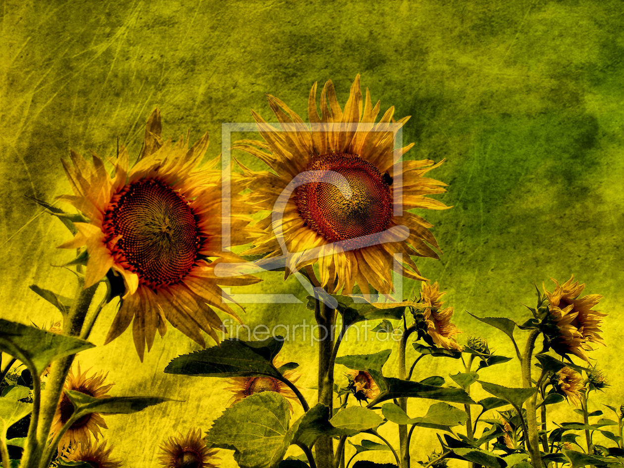 Bild-Nr.: 9809334 Sonnenblumen erstellt von Uwe Jahn