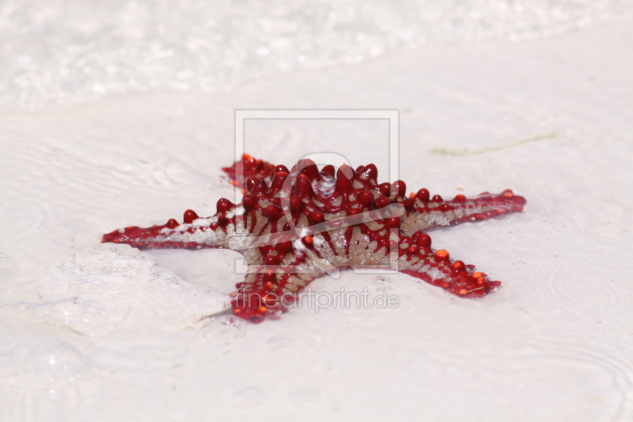 Bild-Nr.: 9834742 Roter Seestern erstellt von FotoDeHRO