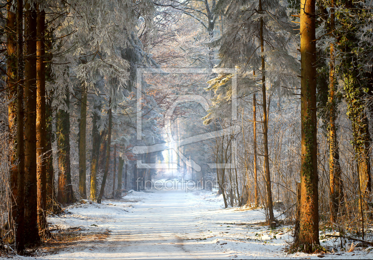 Bild-Nr.: 9838272 Wald warm und kalt erstellt von Gerhard Fechtig