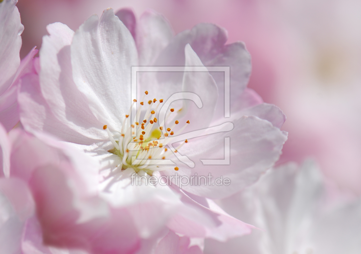 Bild-Nr.: 9856880 Kirschblüte erstellt von Atteloi