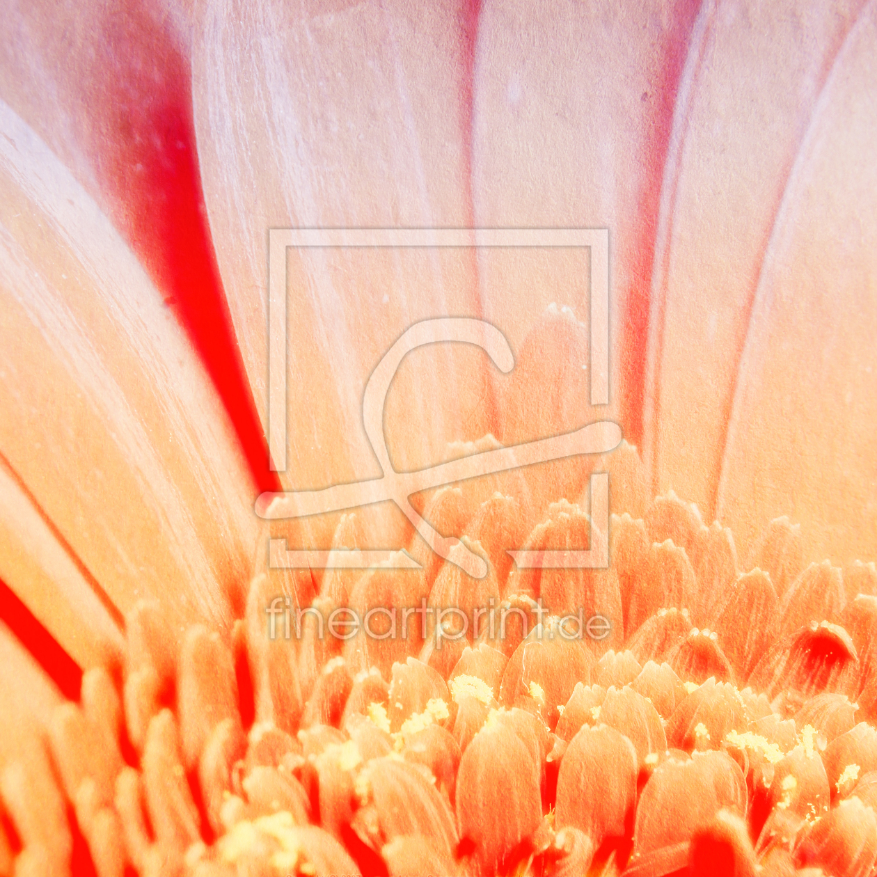 Bild-Nr.: 9900694 Chrysanthemum erstellt von FotoDeHRO