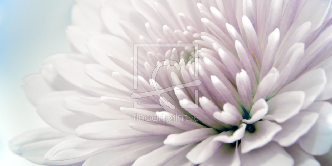 Bild-Nr.: 9901784 Chrysanthemum | 07 erstellt von Frank Wächter