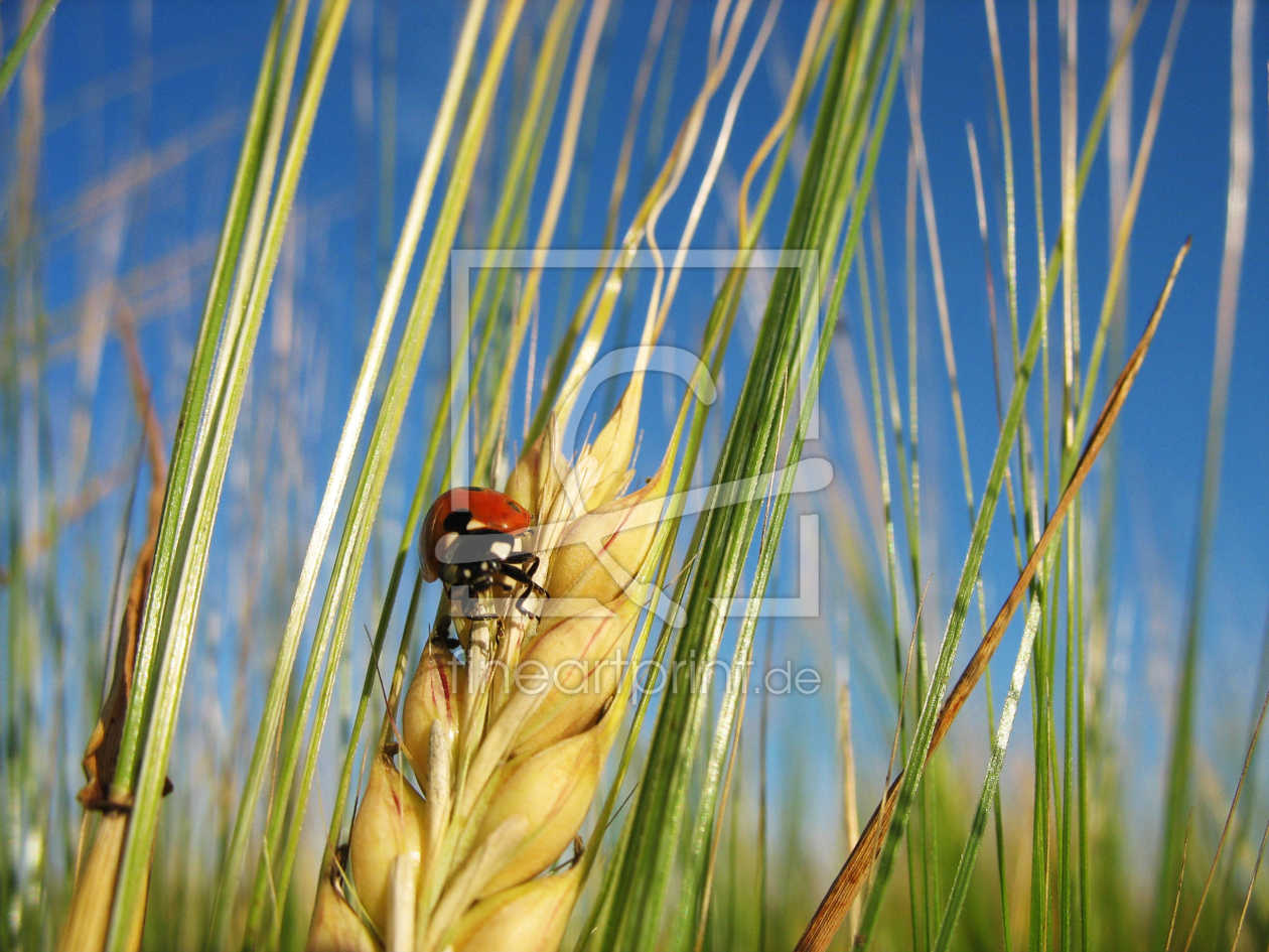 Bild-Nr.: 9957675 Marienkäfer im Kornfeld erstellt von ursand