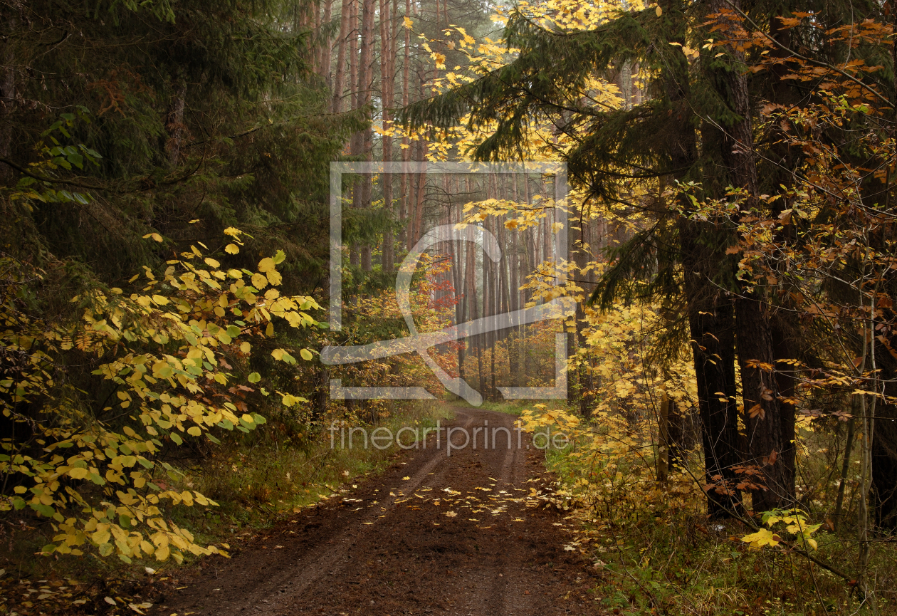 Bild-Nr.: 9965792 Herbstwaldweg erstellt von PeterTost