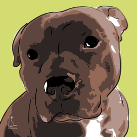 American Staffordshire Terrier [Pfotenstore]/9239509