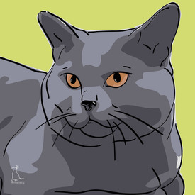 Britisch Kurzhaar Katze [Pfotenstore]/9247350