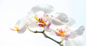 Orchidee 1/9350630