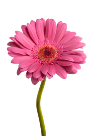 Pink Daisy Flower/9511744