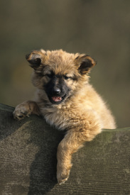 Hund, Harzer Fuchs Welpe/9580634