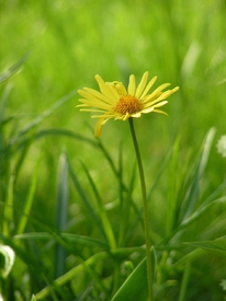 Großblütige Gämswurz (Doronicum grandiflorum)/9621090