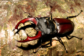 Hirschkäfer (Lucanus cervus), Männchen/9635010