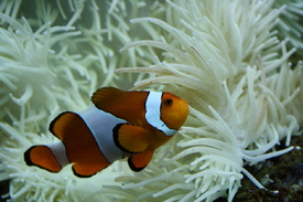 Nemo2 =)/9656498