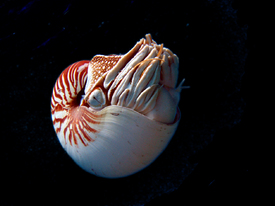 Nautilus I/9688352