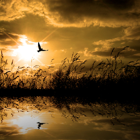 The bird at the lake/9719470