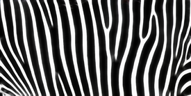 ZEBRA/9779832