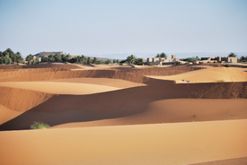 Sanddünenvegetation/9786256