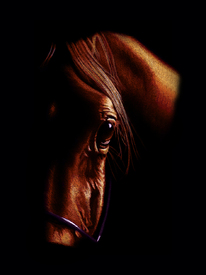 Der Blick des Pferdes/9811654