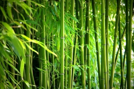 Bambus /9826870