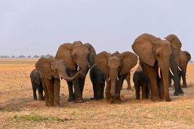 Elefantenfamilie/9838548