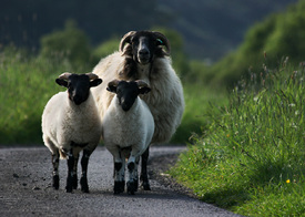 Rush hour auf Schottisch/9856332