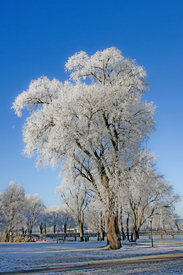 reifer baum/9863118