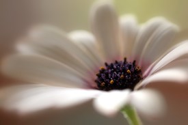 Kapkörbchen (Osteospermum)/9866782