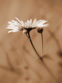 Margerite (Leucanthemum vulgare)/9881572