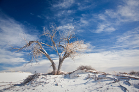 dürre in white sands II/9913582