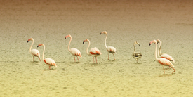 9 Flamingos/9916916
