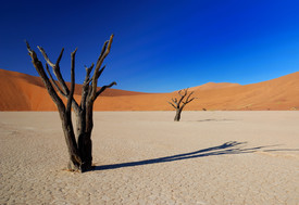 Tote Bäume im Dead Vlei/9945785