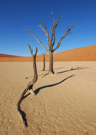 Tote Bäume im Deadvlei/9945801