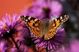 Distelfalter Vanessa cardui/9952098