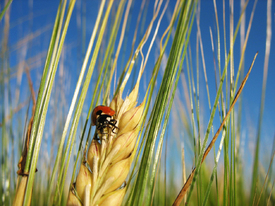 Marienkäfer im Kornfeld/9957675