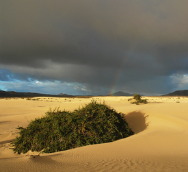 Dünenlandschaft auf Fuerteventura/9958761