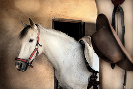 Going for a ride.....a Horse Portrait/9987135