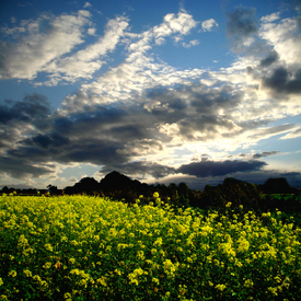 Wolkenstimmung am Rapsfeld/10001463