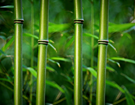 Bambus/10005187