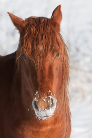 Pferd im Schnee/10021195