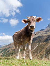 Kalb auf der Alm in den Alpen/10216433