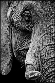 big elephant/10219507