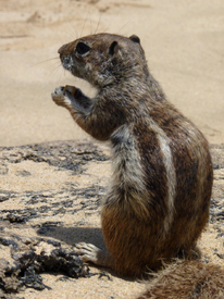 Streifenhörnchen/10275911