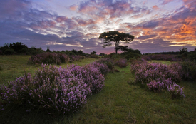 Spätsommer in der Heide/10300427